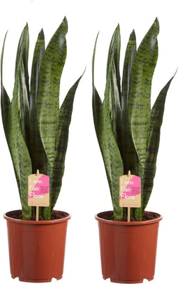 Sanseveria, vrouwentong - Set van 2 - Fachjan - Groene Plant- Hoogte 65 cm