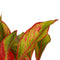 Decorum Duo 2 x Aglaonema Crete