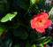 Dipladenia Mandevilla Sundaville Rood 140 cm