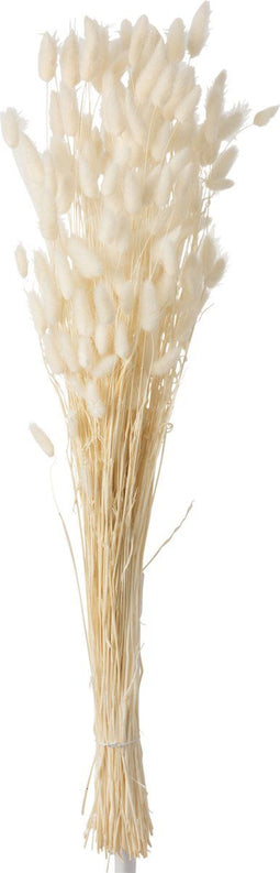 J-Line droogbloemen - Bundel Pluim Hazenstaart - riet - ecru - large