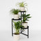 Plant in a Box - Mix van 4 diervriendelijke planten - Luchtzuiverende groene kamerplanten - Pot 12cm - Hoogte 20-40cm