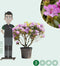 Rhododendron Catawbiense grandiflorum XXL | Rhododendron 'Catawbiense grandiflorum' XXL | Bomenbezorgd.nl