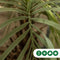 Geleipalm Butia capitata 110 cm