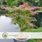 Plant in a Box - Acer palmatum 'Shirazz' - Japanse Esdoorn - Winterhard - Tuinplant - Pot 19cm - Hoogte 50-60cm