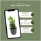 Plants by Frank | 12 Groene Kardinaalsmuts Planten | Euonymus japonicus 'Green Spire' | Winterharde bodembedekker planten | tuinplanten | Winterharde vaste planten meerjarig | Winterharde tuinplanten