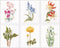 Thea Gouverneur - Borduurpakket met telpatroon - 3086A - Voorgesorteerde DMC Garens - 6 Bloemportretten - Aida - 6 cm x 17 cm - DIY Kit