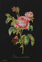 Thea Gouverneur - Borduurpakket met telpatroon - 412.05 - Voorgesorteerde DMC Garens - Rosa Leersum Roos - Zwart Aida - 44 cm x 44 cm - DIY Kit