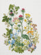 Thea Gouverneur - Borduurpakket met telpatroon - 424A - Voorgesorteerde DMC Garens - Wilde Kruiden - Aida - 35 cm x 46 cm - DIY Kit