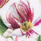 Thea Gouverneur - Borduurpakket met telpatroon - 447A - Voorgesorteerde DMC Garens - Rembrandt Tulpen - Aida - 59 cm x 43 cm - DIY Kit