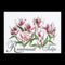Thea Gouverneur - Borduurpakket met telpatroon - 447A - Voorgesorteerde DMC Garens - Rembrandt Tulpen - Aida - 59 cm x 43 cm - DIY Kit