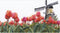 Thea Gouverneur - Borduurpakket met telpatroon - 473A - Voorgesorteerde DMC Garens - Bollenveld Tulp - Aida - 24 cm x 14 cm - DIY Kit