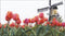 Thea Gouverneur - Borduurpakket met telpatroon - 473A - Voorgesorteerde DMC Garens - Bollenveld Tulp - Aida - 24 cm x 14 cm - DIY Kit