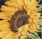 Thea Gouverneur - Borduurpakket met telpatroon - 488A - Voorgesorteerde DMC Garens - Zonnebloem - Aida - 15 cm x 14 cm - DIY Kit