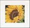 Thea Gouverneur - Borduurpakket met telpatroon - 488A - Voorgesorteerde DMC Garens - Zonnebloem - Aida - 15 cm x 14 cm - DIY Kit