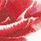 Thea Gouverneur - Borduurpakket met telpatroon - 520 - Voorgesorteerde DMC Garens - Rood-Witte Dubbele Tulp - Linnen - 34 cm x 36 cm - DIY Kit