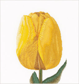Thea Gouverneur - Borduurpakket met telpatroon - 522 - Voorgesorteerde DMC Garens - Gele Hybride Tulp - Linnen - 34 cm x 36 cm - DIY Kit