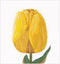 Thea Gouverneur - Borduurpakket met telpatroon - 522 - Voorgesorteerde DMC Garens - Gele Hybride Tulp - Linnen - 34 cm x 36 cm - DIY Kit