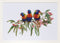 Thea Gouverneur - Borduurpakket met telpatroon - 553A - Voorgesorteerde DMC Garens - Lorikeets - Aida - 52 cm x 36 cm - DIY Kit