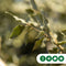 Steeneik Quercus ilex h 375 cm st. omtrek 17 cm st. h 190 cm