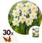 Plant in a Box - Narcissus Mount Hood x30 - Narcisbollen - Meerjarige winterharde bloembollen voor in de tuin, terras of balkon