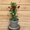 Plant in a Box - Mandeville 'Rio Deep Red' - Dipladenia - Bloeiende tuinplant - Klimplant - Terras- en balkon plant - Pot 17cm - Hoogte 60-70cm
