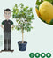 Zure citroen boom Citrus limon h 130 cm st. omtrek 12,5 cm