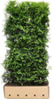 Thuja occidentalis brabant 200cm