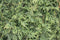 Thuja occidentalis brabant 200cm