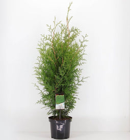 Thuja occidentalis 'Brabant' - Westerse levensboom - Planthoogte: 60-80 cm - Pot Ø 19 cm (3 liter)