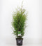 Thuja occidentalis 'Brabant' - Westerse levensboom - Planthoogte: 60-80 cm - Pot Ø 19 cm (3 liter)