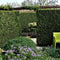 Thuja occidentalis 'Brabant' - Westerse levensboom - Planthoogte: 60-80 cm - Pot Ø 19 cm (3 liter)