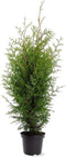 Thuja occidentalis 'Brabant' - Westerse levensboom - Planthoogte: 60-80 cm - Pot Ø 19 cm (3 liter)