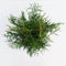 Thuja occidentalis 'Brabant' - Westerse levensboom - Planthoogte: 60-80 cm - Pot Ø 19 cm (3 liter)