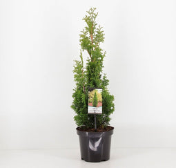 Thuja occidentalis 'Degroot Spire' - Westerse levensboom - Planthoogte: 40-50 cm - Pot Ø 19 cm (3 liter)
