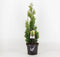 Thuja occidentalis 'Degroot Spire' - Westerse levensboom - Planthoogte: 40-50 cm - Pot Ø 19 cm (3 liter)