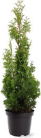 Thuja occidentalis 'Degroot Spire' - Westerse levensboom - Planthoogte: 40-50 cm - Pot Ø 19 cm (3 liter)