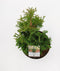 Thuja occidentalis 'Degroot Spire' - Westerse levensboom - Planthoogte: 40-50 cm - Pot Ø 19 cm (3 liter)