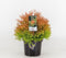 Thuja occidentalis fire chief
