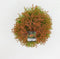 Thuja occidentalis fire chief