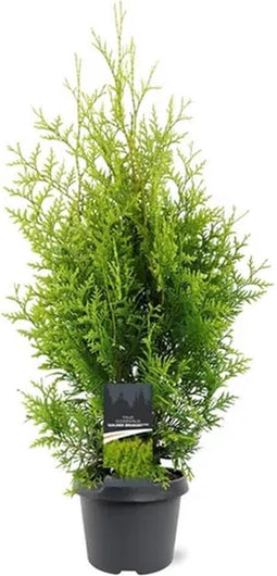 Thuja occidentalis 'Golden Brabant' - Westerse levensboom - Planthoogte: 60-80 cm - Pot Ø 19 cm (3 liter)