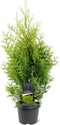 Thuja occidentalis 'Golden Brabant' - Westerse levensboom - Planthoogte: 60-80 cm - Pot Ø 19 cm (3 liter)