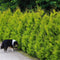 Thuja occidentalis 'Golden Brabant' - Westerse levensboom - Planthoogte: 60-80 cm - Pot Ø 19 cm (3 liter)