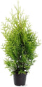 Thuja occidentalis 'Golden Brabant' - Westerse levensboom - Planthoogte: 60-80 cm - Pot Ø 19 cm (3 liter)