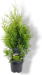 Thuja occidentalis 'Golden Brabant' - Westerse levensboom - Planthoogte: 60-80 cm - Pot Ø 19 cm (3 liter)