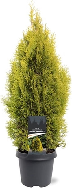 Thuja occidentalis 'Golden Smaragd' - Westerse levensboom - Planthoogte: 60-80 cm - Pot Ø 23 cm (5 liter)