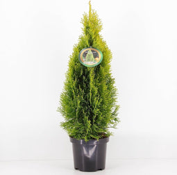 Thuja occidentalis 'Golden Smaragd' - Westerse levensboom - Planthoogte: 30-40 cm - Pot Ø 19 cm (3 liter)