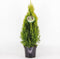 Thuja occidentalis 'Golden Smaragd' - Westerse levensboom - Planthoogte: 30-40 cm - Pot Ø 19 cm (3 liter)