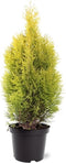 Thuja occidentalis 'Golden Smaragd' - Westerse levensboom - Planthoogte: 60-80 cm - Pot Ø 23 cm (5 liter)