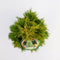 Thuja occidentalis 'Golden Smaragd' - Westerse levensboom - Planthoogte: 30-40 cm - Pot Ø 19 cm (3 liter)