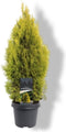 Thuja occidentalis 'Golden Smaragd' - Westerse levensboom - Planthoogte: 60-80 cm - Pot Ø 23 cm (5 liter)